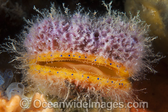 Doughboy Scallop Edithburgh photo Doughboy Scallop Edithburgh photo