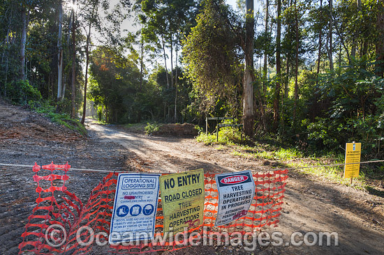 Forest Logging Australia photo