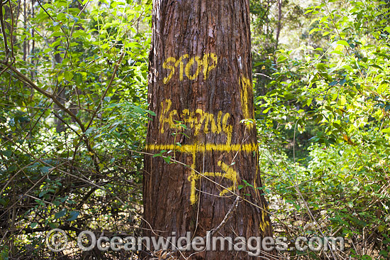State Forest Logging Australia photo State Forest Logging Australia photo