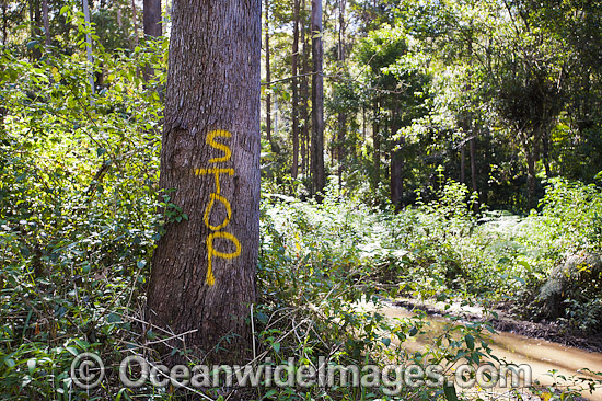 NSW Forest Logging photo