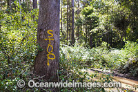NSW Forest Logging Photo - Gary Bell