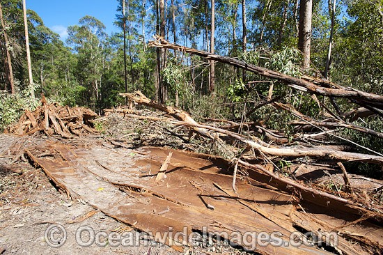 Boambee State Forest Logging photo