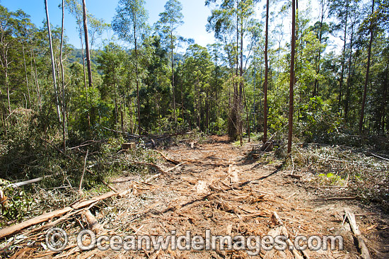 NSW Forest Logging photo NSW Forest Logging photo