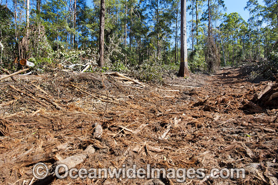 State Forest Logging Australia photo State Forest Logging Australia photo