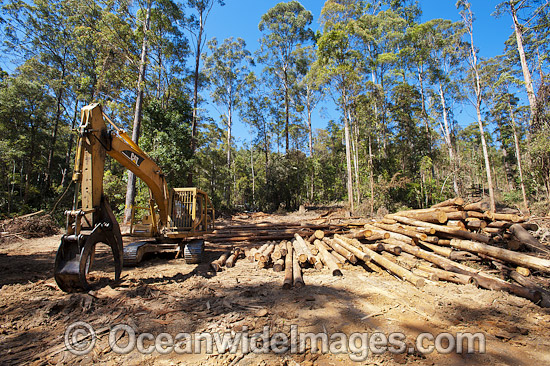 Logging machinery photo