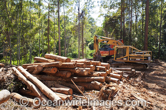 Harvested Trees and Machinery photo Harvested Trees and Machinery photo
