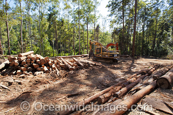 Logging Dump Site photo Logging Dump Site photo