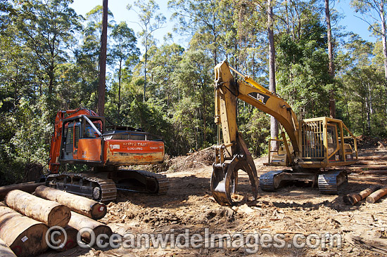 Logging harvested trees photo