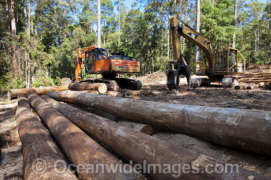 Logging Dump Site photo