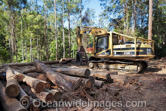 Logging harvested trees photo