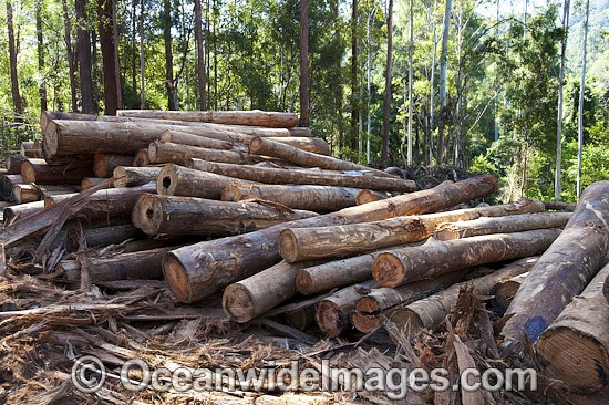 Forest Logging Australia photo