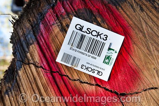 Havested log at Logging Site photo Havested log at Logging Site photo