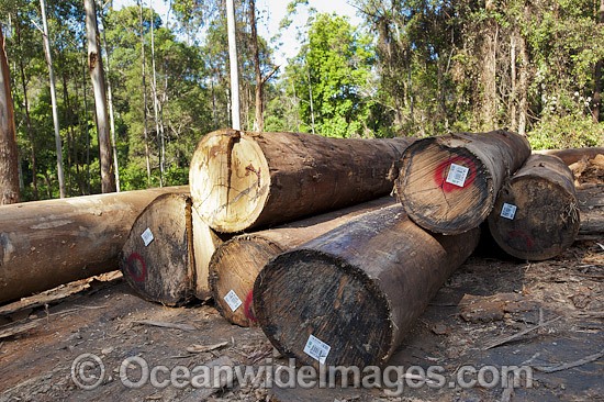 Logging Dump Site Australia photo