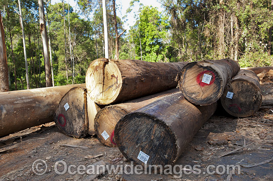 Logging Dump Site Australia photo Logging Dump Site Australia photo