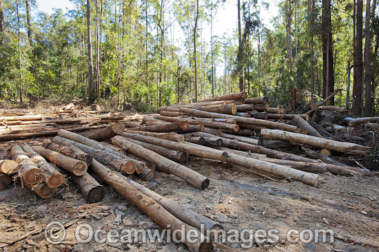 State Forest harvested trees photo State Forest harvested trees photo