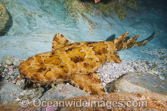 Banded Wobbegong Shark Coffs Harbour photo