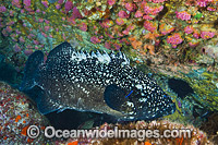 Black Cod Epinephelus daemelii Photo - Gary Bell