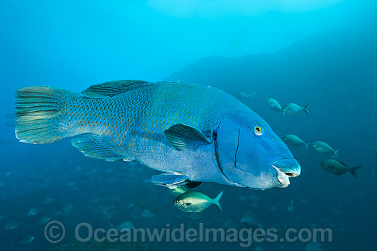 Eastern Blue Groper Achoerodus viridis photo