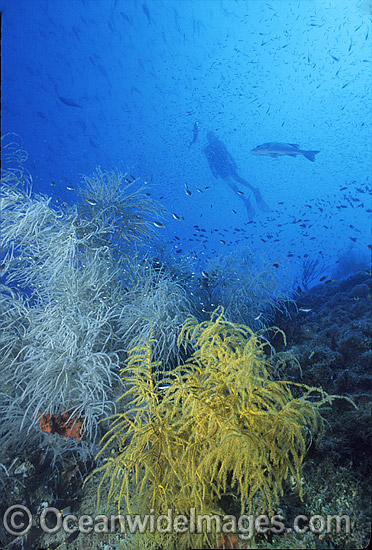 Yongala Shipwreck and Scuba Diver photo