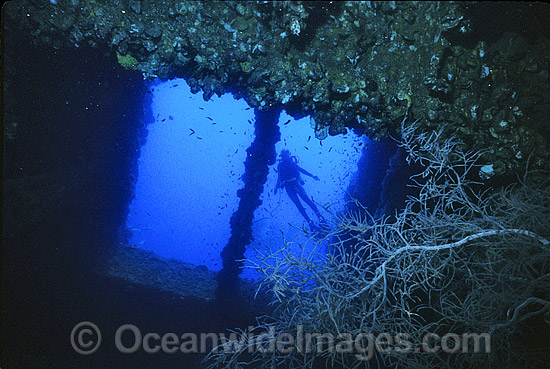 Scuba Diver observing black coral, attached to the SS Yongala shipwreck. Situated off Cape Bowling Green, near Townsville, Queensland, Australia. Photo - Gary Bell Scuba Diver observing black coral, attached to the SS Yongala shipwreck. Situated off Cape Bowling Green, near Townsville, Queensland, Australia. Photo - Gary Bell