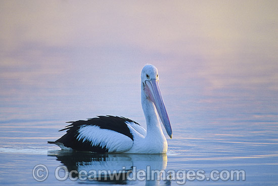 Australian Pelican (Pelecanus conspicillatus), resting on Menindee Lake, near Broken Hill, NSW, Australia. This large water bird is found throughout Australia and New Guinea. Also in Fiji and parts of Indonesia and New Zealand. Photo - Gary Bell Australian Pelican (Pelecanus conspicillatus), resting on Menindee Lake, near Broken Hill, NSW, Australia. This large water bird is found throughout Australia and New Guinea. Also in Fiji and parts of Indonesia and New Zealand. Photo - Gary Bell