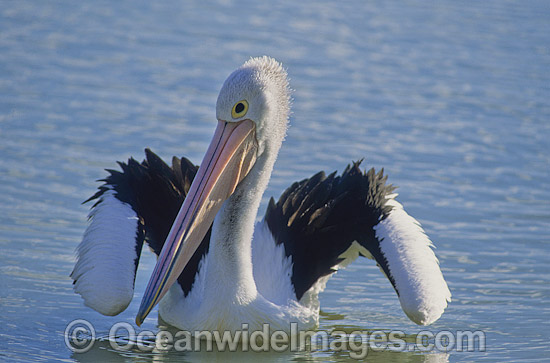 Australian Pelican (Pelecanus conspicillatus), resting on Menindee Lake, near Broken Hill, NSW, Australia. This large water bird is found throughout Australia and New Guinea. Also in Fiji and parts of Indonesia and New Zealand. Photo - Gary Bell Australian Pelican (Pelecanus conspicillatus), resting on Menindee Lake, near Broken Hill, NSW, Australia. This large water bird is found throughout Australia and New Guinea. Also in Fiji and parts of Indonesia and New Zealand. Photo - Gary Bell