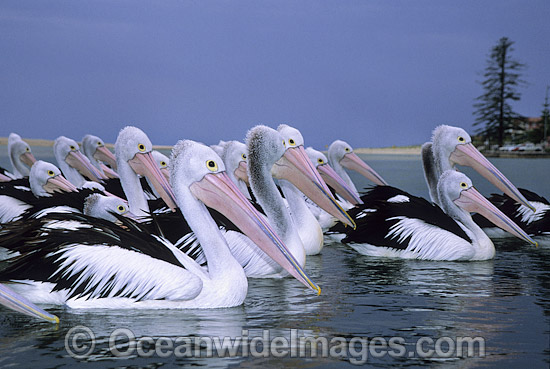 Australian Pelicans on Menindee Lake photo Australian Pelicans on Menindee Lake photo