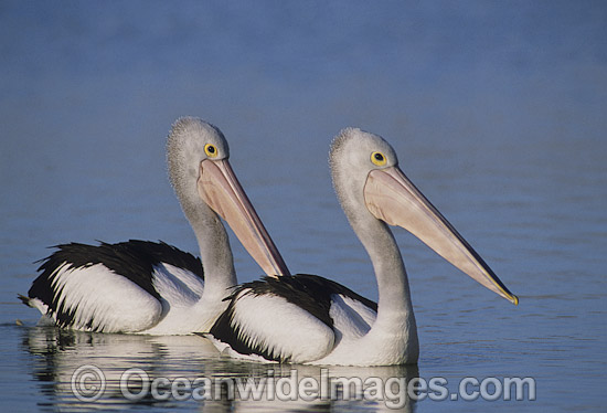Australian Pelican (Pelecanus conspicillatus), resting on Menindee Lake, near Broken Hill, NSW, Australia. This large water bird is found throughout Australia and New Guinea. Also in Fiji and parts of Indonesia and New Zealand. Photo - Gary Bell Australian Pelican (Pelecanus conspicillatus), resting on Menindee Lake, near Broken Hill, NSW, Australia. This large water bird is found throughout Australia and New Guinea. Also in Fiji and parts of Indonesia and New Zealand. Photo - Gary Bell