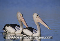 Australian Pelican on Menindee Lake Photo - Gary Bell