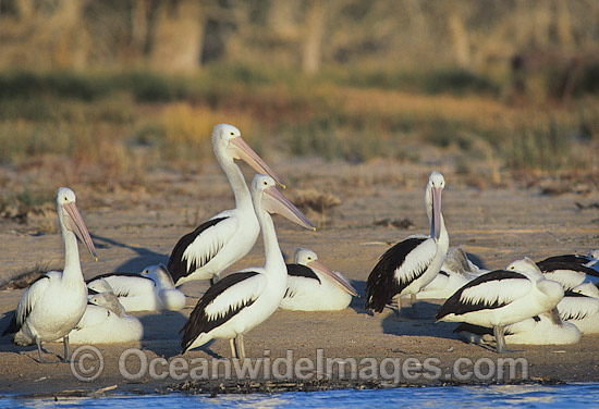 Australian Pelicans beside Menindee Lake photo