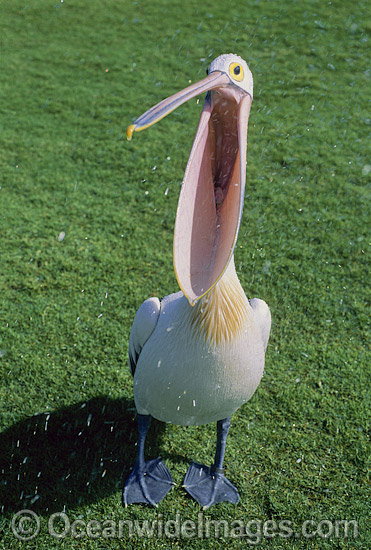 Australian Pelican (Pelecanus conspicillatus). This large water bird is found throughout Australia and New Guinea. Also in Fiji and parts of Indonesia and New Zealand. Photo taken at Shark Bay, Western Australia. Photo - Gary Bell Australian Pelican (Pelecanus conspicillatus). This large water bird is found throughout Australia and New Guinea. Also in Fiji and parts of Indonesia and New Zealand. Photo taken at Shark Bay, Western Australia. Photo - Gary Bell