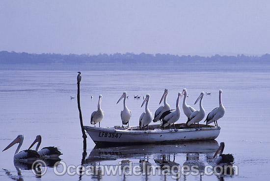 Australian Pelicans resting on boat photo