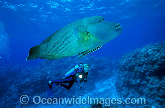 Scuba Diver with huge Napolean Wrasse (Cheilinus undulatus). Also known as Humphead Maori Wrasse, Giant Wrasse, Double-headed Maori Wrasse. Great Barrier Reef, Queensland, Australia. Classified Endangered IUCN Red List. Photo - Gary Bell