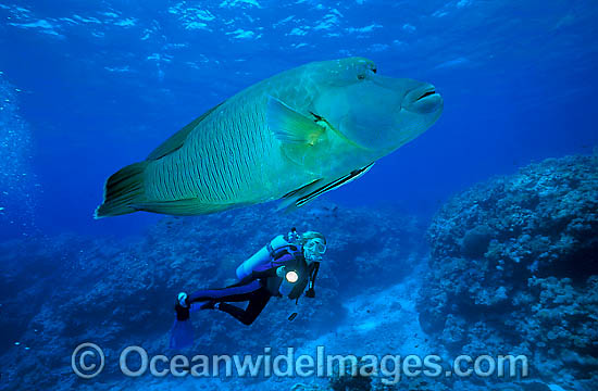 Scuba Diver and Napolean Wrasse photo