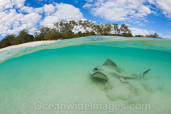 Cowtail Stingray (Pastinachus sephen), emerging from a sandy bottom. Also known as Fantail Ray, Feathertail Stingray and Banana-tail Ray. Found throughout the Indo-Pacific. Photo taken at Heron Island, Great Barrier Reef, Australia. Photo - Gary Bell