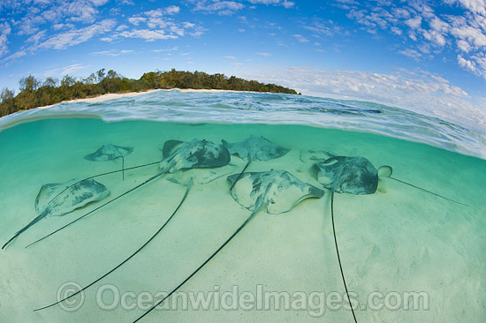 Pink Whiprays camouflaged in sand photo