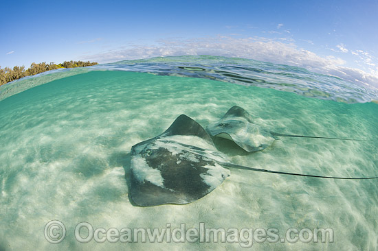 Pink Whiprays Great Barrier Reef photo