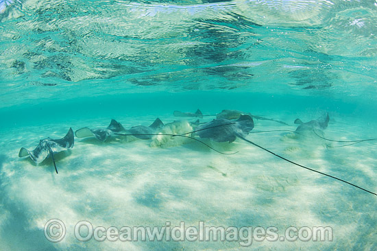 Pink Whiprays Himantura fai photo Pink Whiprays Himantura fai photo