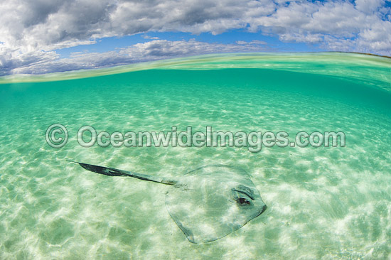 Cowtail Stingray camouflaged in sand photo