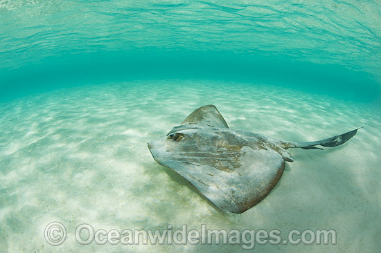 Cowtail Stingray Great Barrier Reef photo