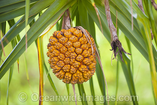 Seed pod of Pandanas Scew Palm (Pandanas sp.) Found on tropical and sub-tropical island and coastal areas of tropical and sub-tropical Australia Photo - Gary Bell Seed pod of Pandanas Scew Palm (Pandanas sp.) Found on tropical and sub-tropical island and coastal areas of tropical and sub-tropical Australia Photo - Gary Bell