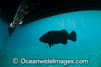 Queensland Groper Epinephelus lanceolatus Photo - Gary Bell