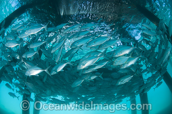 Big-eye Trevally under jetty photo Big-eye Trevally under jetty photo