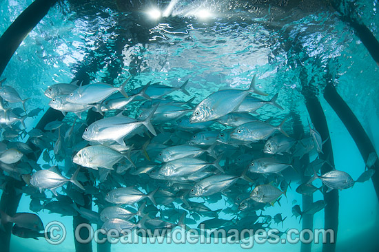 Big-eye Trevally under jetty photo Big-eye Trevally under jetty photo