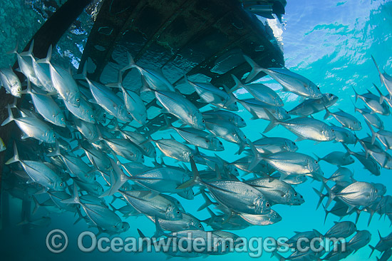 Big-eye Trevally around jetty pylons photo