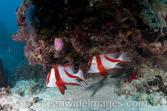 Red Emperor (Lutjanus sebae), juveniles with striped body (Adults are single red colouration and without the stripes). Found throughout the Indo-West Pacific. Photo taken at Heron Island, Great Barrier Reef, Australia. Photo - Gary Bell