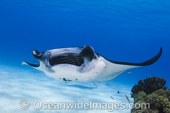 Reef Manta Ray (Manta alfredi). Also known as Devilfish and Devilray. Found throughout the Indo-Pacific in tropical and subtropical waters, but also recorded in the tropical east Atlantic. Photo taken at Cocos (Keeling) Islands, Australia. Photo - Karen Willshaw Reef Manta Ray (Manta alfredi). Also known as Devilfish and Devilray. Found throughout the Indo-Pacific in tropical and subtropical waters, but also recorded in the tropical east Atlantic. Photo taken at Cocos (Keeling) Islands, Australia. Photo - Karen Willshaw