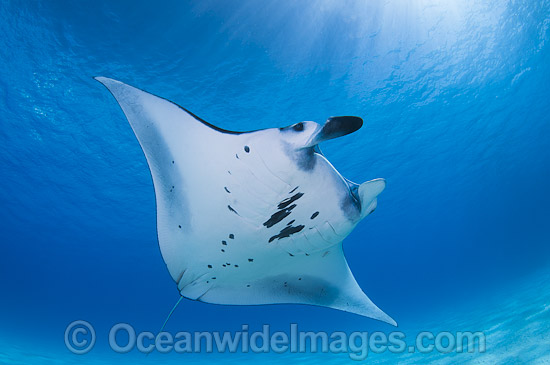 Reef Manta Ray (Manta alfredi). Also known as Devilfish and Devilray. Found throughout the Indo-Pacific in tropical and subtropical waters, but also recorded in the tropical east Atlantic. Photo taken at Cocos (Keeling) Islands, Australia. Photo - Karen Willshaw Reef Manta Ray (Manta alfredi). Also known as Devilfish and Devilray. Found throughout the Indo-Pacific in tropical and subtropical waters, but also recorded in the tropical east Atlantic. Photo taken at Cocos (Keeling) Islands, Australia. Photo - Karen Willshaw
