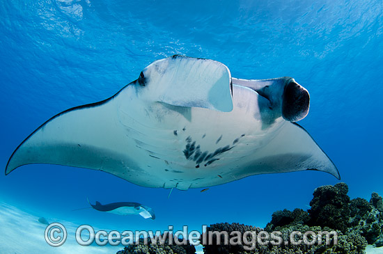 Reef Manta Rays Cocos Island photo