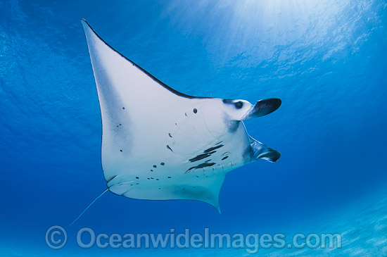 Reef Manta Ray (Manta alfredi). Also known as Devilfish and Devilray. Found throughout the Indo-Pacific in tropical and subtropical waters, but also recorded in the tropical east Atlantic. Photo taken at Cocos (Keeling) Islands, Australia. Photo - Karen Willshaw Reef Manta Ray (Manta alfredi). Also known as Devilfish and Devilray. Found throughout the Indo-Pacific in tropical and subtropical waters, but also recorded in the tropical east Atlantic. Photo taken at Cocos (Keeling) Islands, Australia. Photo - Karen Willshaw